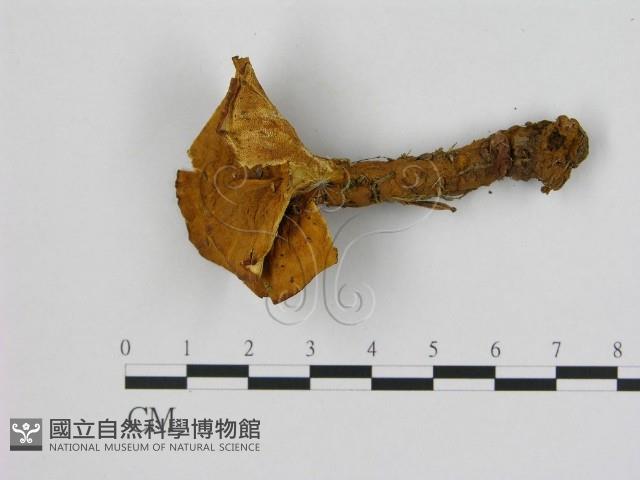 登錄號:F0008070藏品圖，第1張