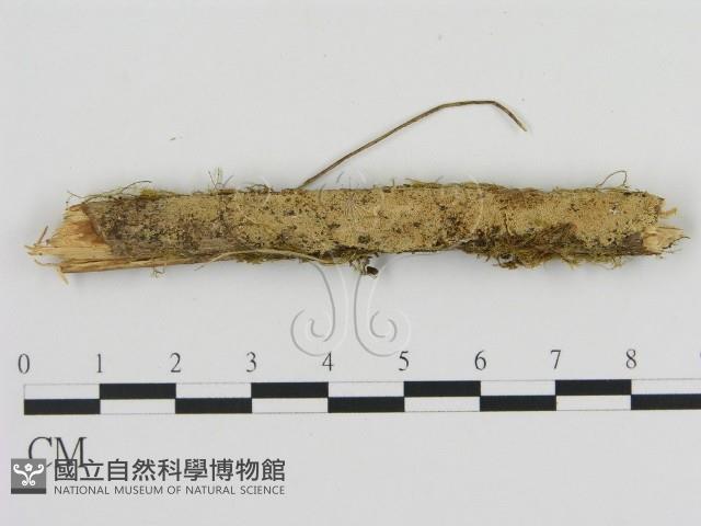 登錄號:F0020070藏品圖，第1張