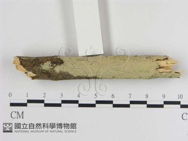 登錄號:F0000070藏品圖，第1張