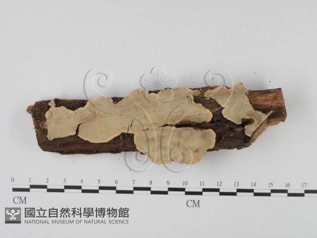 登錄號:F0010070藏品圖，第1張