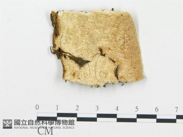 登錄號:F0006070藏品圖，第1張