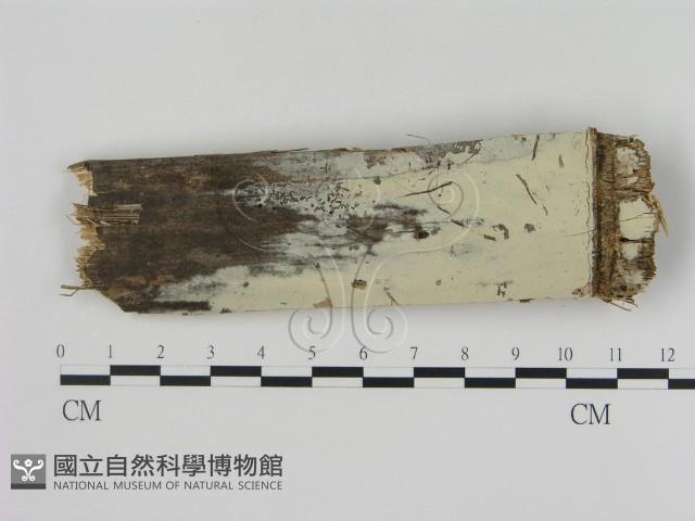 冇骨消絲齒菌藏品圖，第1張