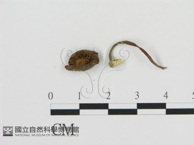 登錄號:F0011070藏品圖，第1張