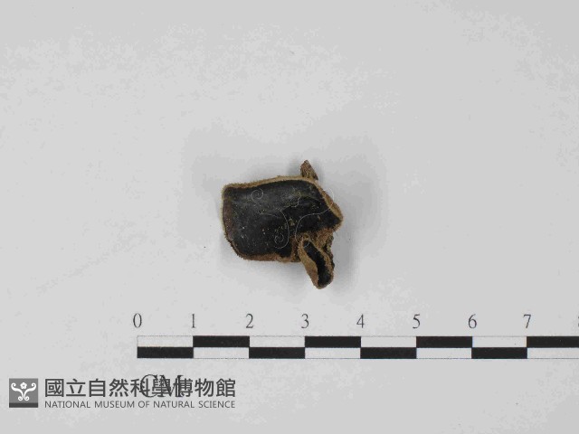 毛木耳藏品圖，第1張