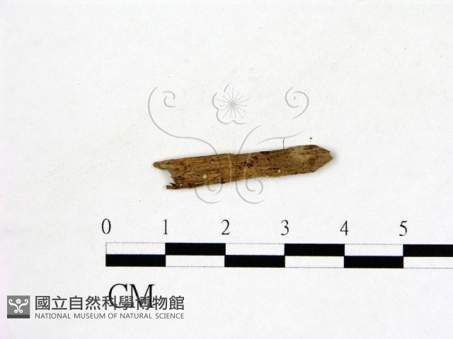 登錄號:F0004070藏品圖，第1張