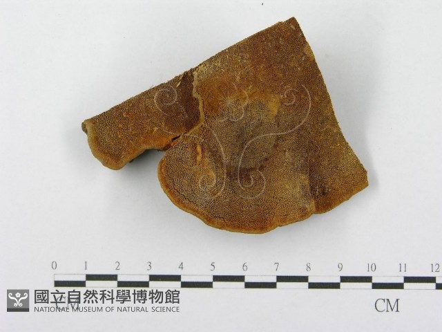 登錄號:F0014070藏品圖，第1張