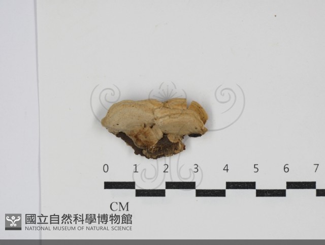 齒耳菌屬藏品圖，第1張