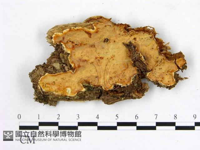 顯絲菌屬藏品圖，第1張