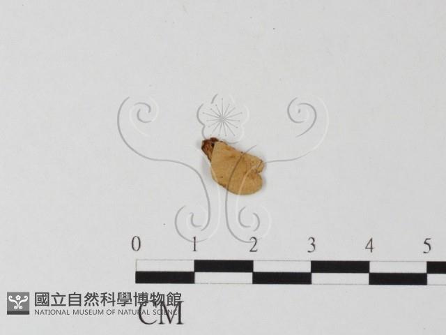 登錄號:F0002070藏品圖，第1張