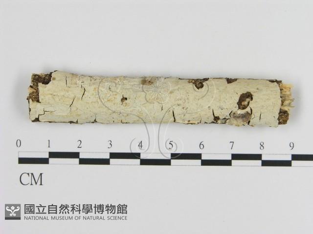 絲皮菌屬藏品圖，第1張