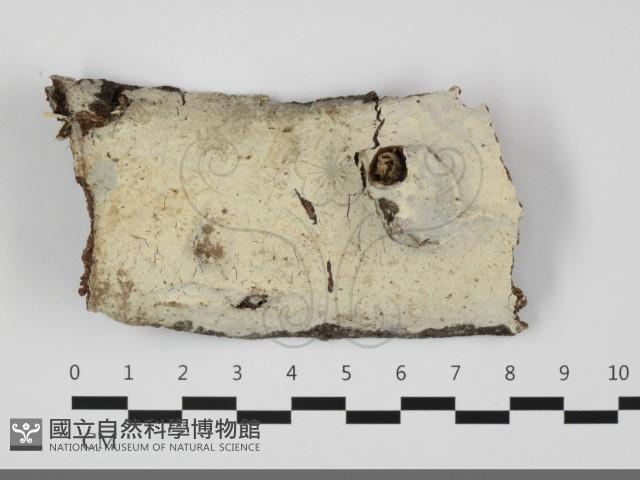 登錄號:F0032070藏品圖，第1張