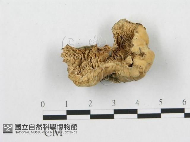 多孔菌屬藏品圖，第1張