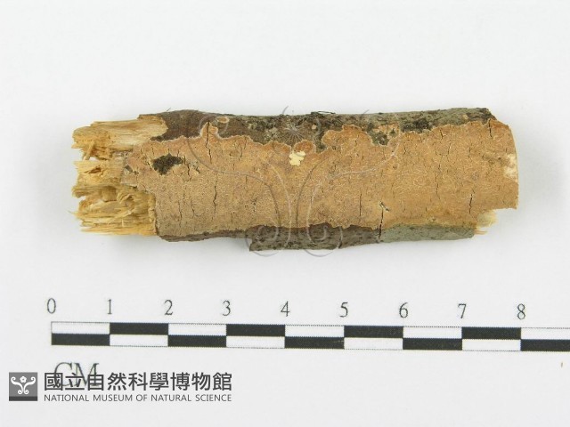 登錄號:F0005070藏品圖，第1張