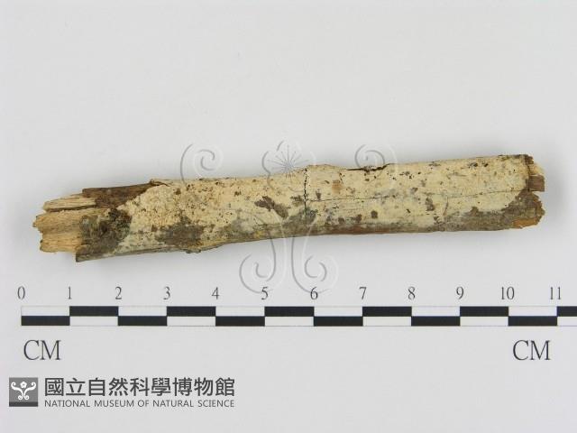 登錄號:F0009070藏品圖，第1張