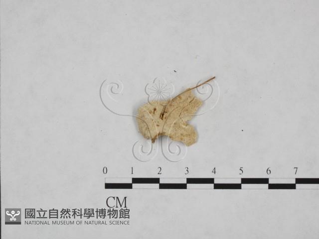 寡孔菌屬藏品圖，第1張