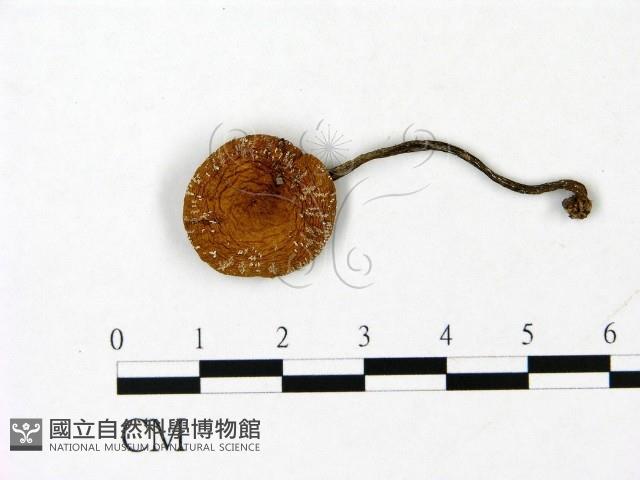 登錄號:F0023070藏品圖，第1張