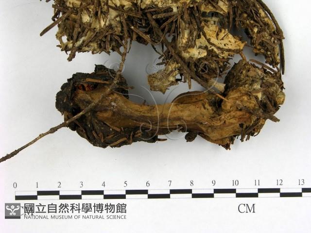 登錄號:F0003070藏品圖，第1張