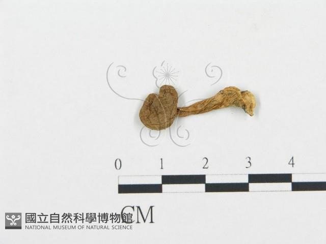 杯傘屬藏品圖，第1張