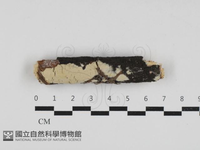 登錄號:F0033070藏品圖，第1張