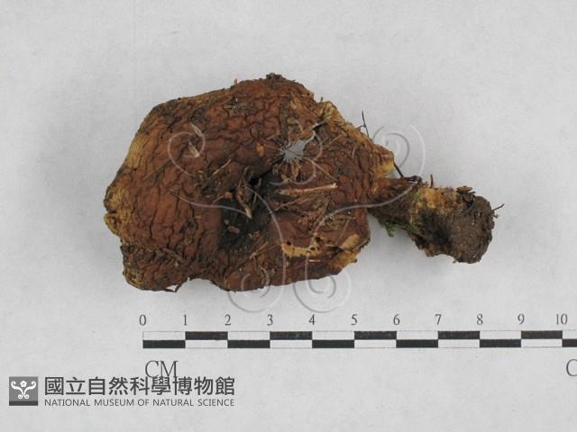 登錄號:F0028370藏品圖，第1張