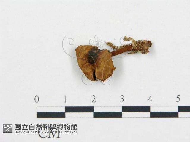 登錄號:F0008370藏品圖，第1張