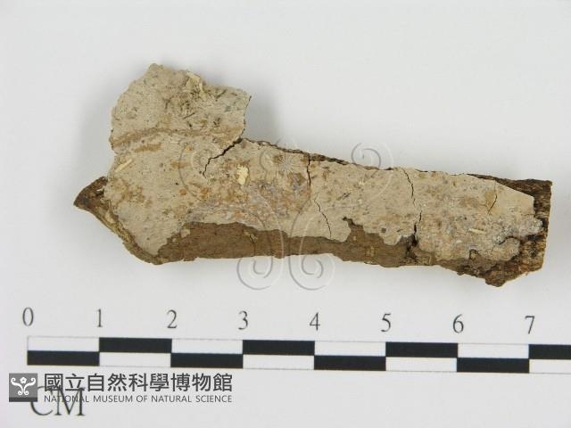 刺皮菌屬藏品圖，第1張