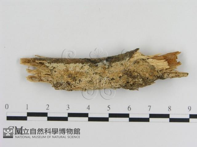 登錄號:F0000370藏品圖，第1張