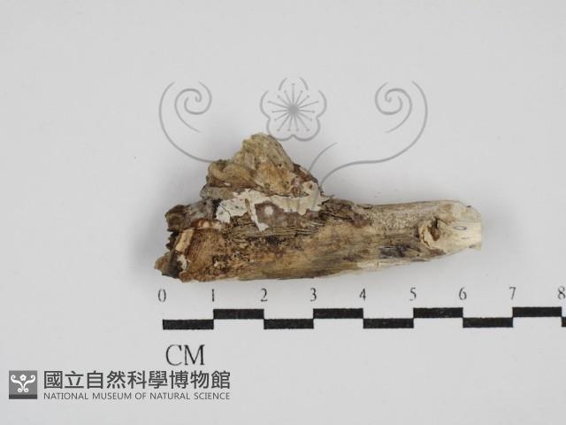 刺皮菌屬藏品圖，第1張