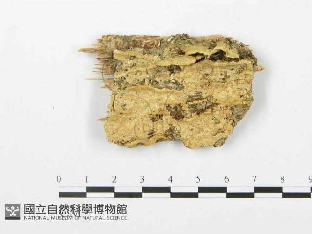 登錄號:F0006370藏品圖，第1張