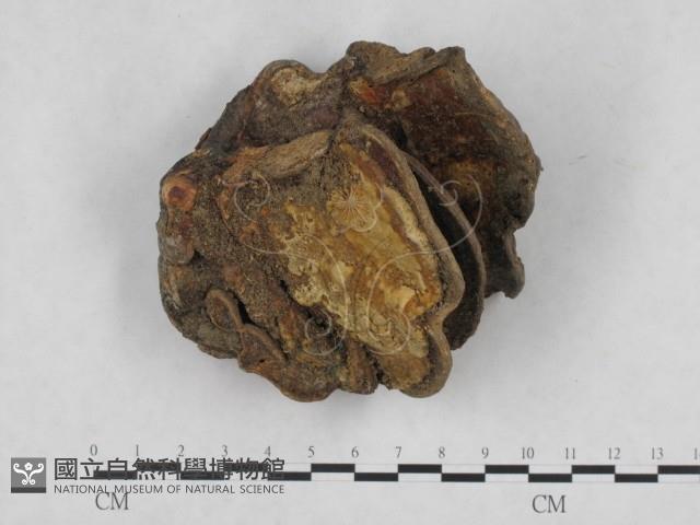 登錄號:F0016370藏品圖，第1張