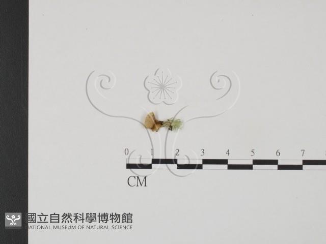 登錄號:F0021370藏品圖，第1張