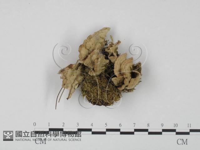 登錄號:F0001370藏品圖，第1張