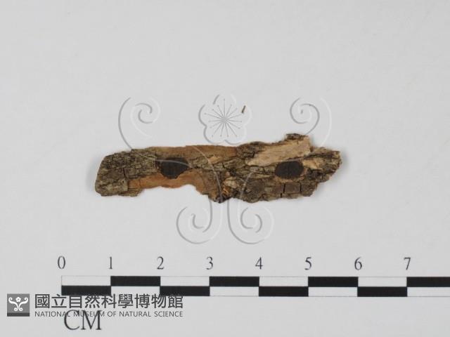 登錄號:F0011370藏品圖，第1張