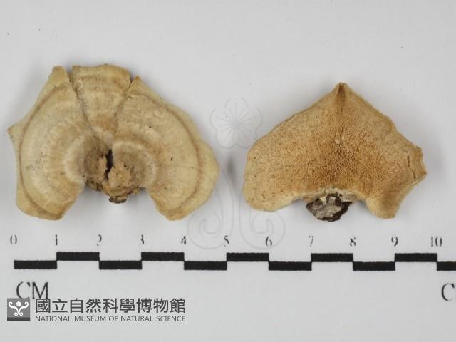 登錄號:F0031370藏品圖，第1張