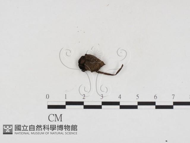 登錄號:F0024370藏品圖，第1張