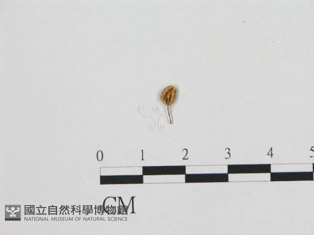 小皮傘屬藏品圖，第1張