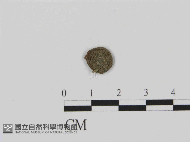 登錄號:F0014370藏品圖，第1張