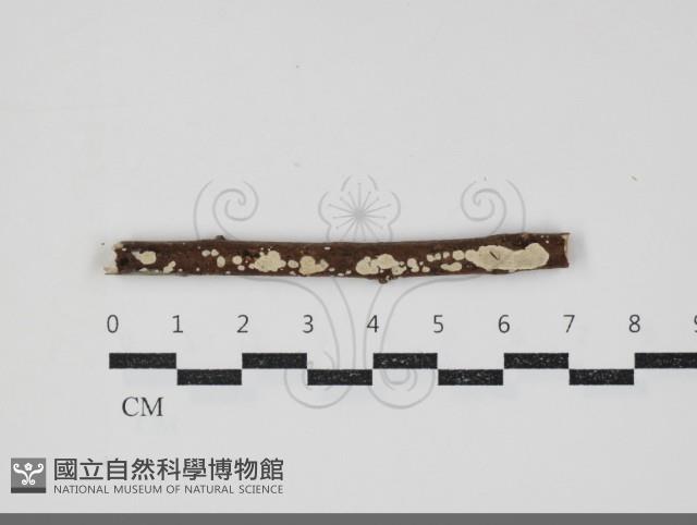 登錄號:F0034370藏品圖，第1張