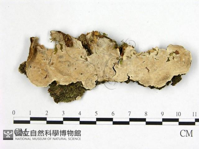 刺皮菌屬藏品圖，第1張
