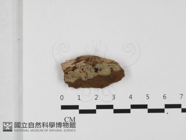 粗糙孢菌屬藏品圖，第1張