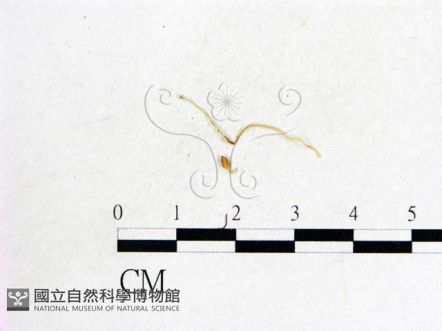 登錄號:F0007370藏品圖，第1張