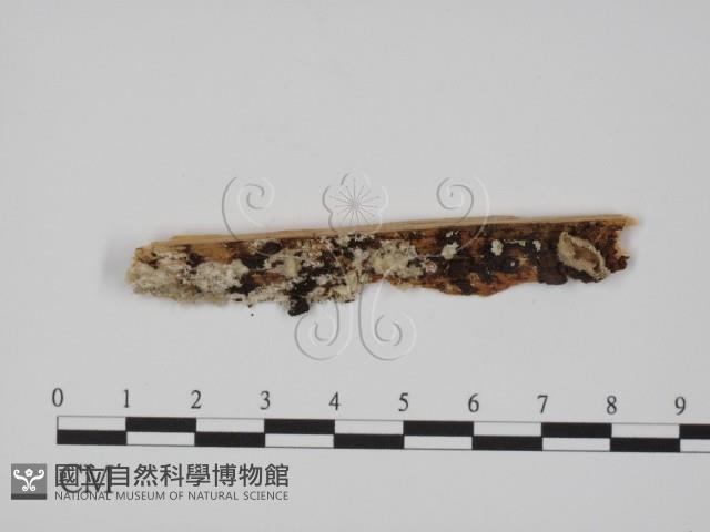 登錄號:F0017370藏品圖，第1張