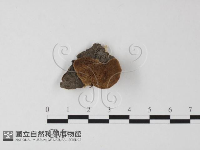 登錄號:F0025370藏品圖，第1張