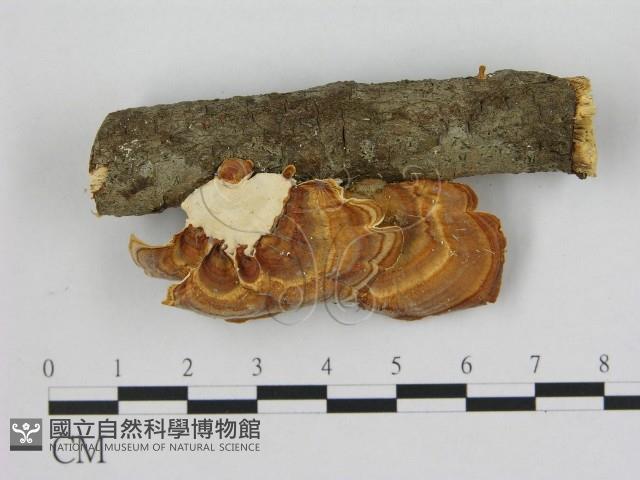 相鄰小孔菌藏品圖，第1張