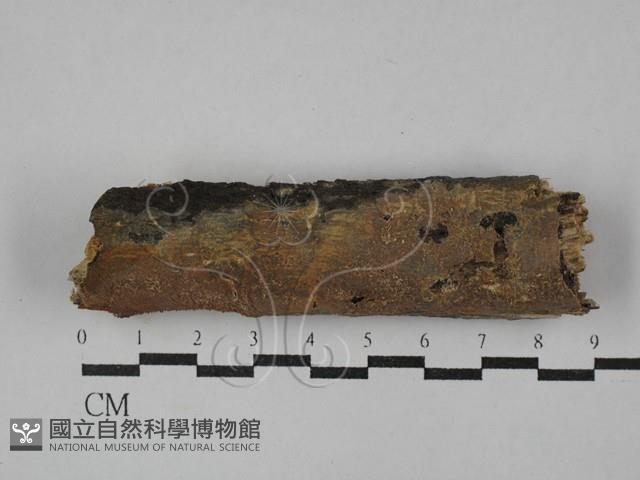 登錄號:F0029370藏品圖，第1張