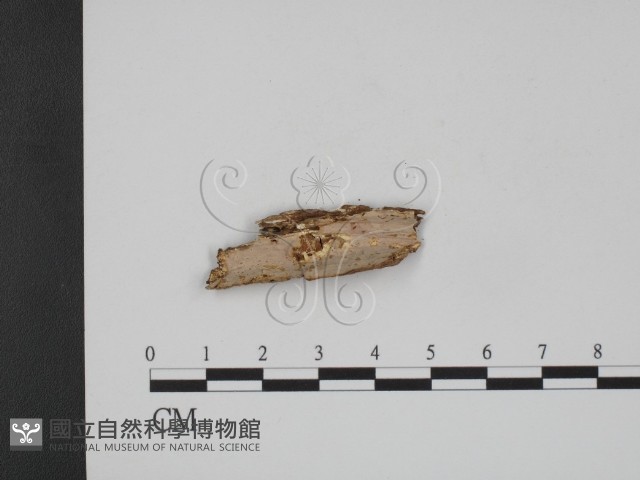 登錄號:F0009370藏品圖，第1張
