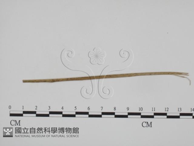 登錄號:F0019370藏品圖，第1張