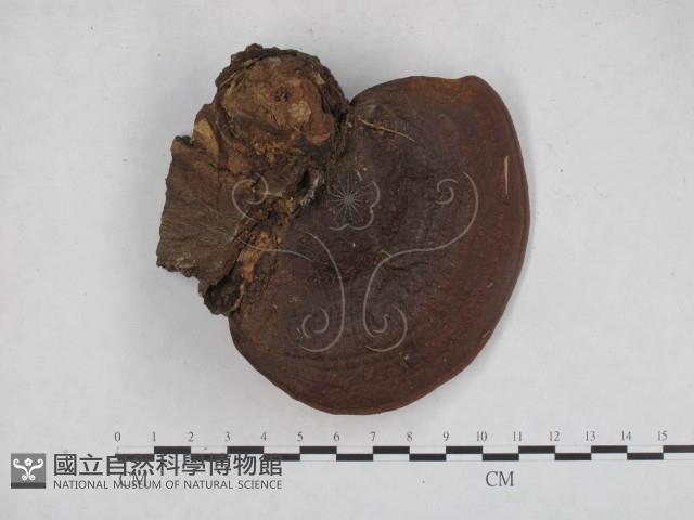 登錄號:F0023370藏品圖，第1張