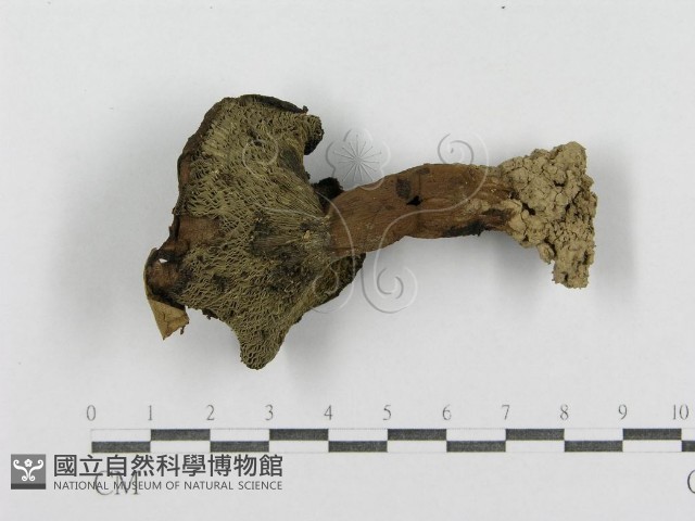 紅菇屬藏品圖，第1張