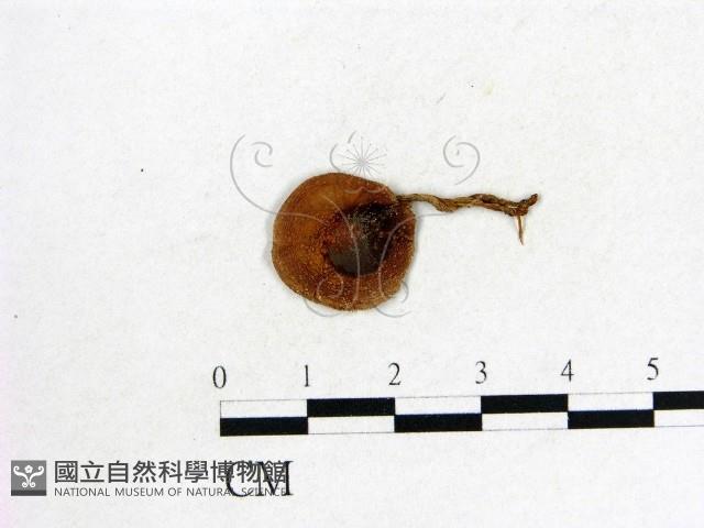 登錄號:F0013370藏品圖，第1張